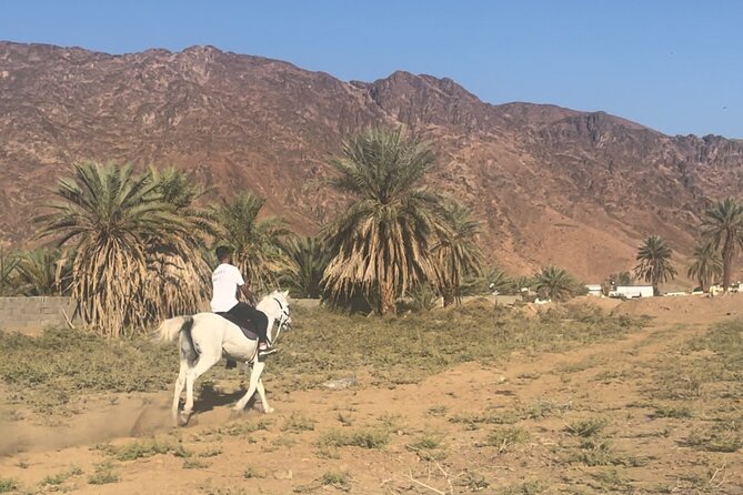 1 Hour Private Horse Riding in Madinah - Key highlights you will feel right away