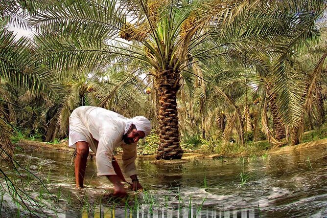A tour in Al Ahsa the largest Oasis in the world - Price and logistics for a 6-hour private day