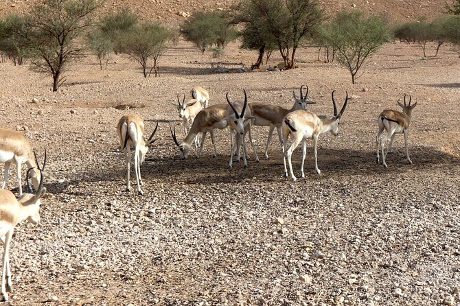 Edge of The World & Deer Reserve Off-road 4x4 Car Tour in Riyadh - Price and value: is $80 worth it?