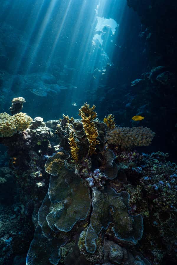 From Jeddah: Boat Trip and Diving for Certified Divers - Getting To Al-Haddad Scuba and What Happens First