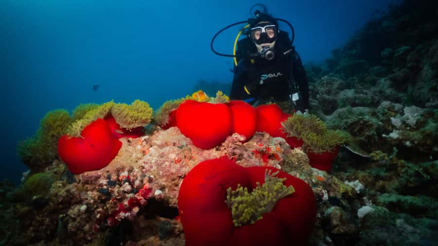 From Jeddah: Boat Trip and Diving for Certified Divers - Underwater Stops: From Anas Reef to Chicken Wreck