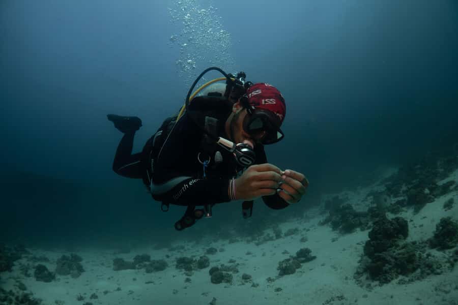 From Jeddah: Boat Trip and Diving for Certified Divers - The Two Scuba Sessions: How the Middle of the Day Works