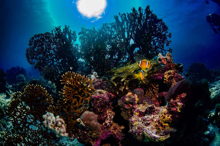 From Jeddah: Boat Trip and Diving for Certified Divers - Gear and Rental Costs, Plus What You Should Confirm