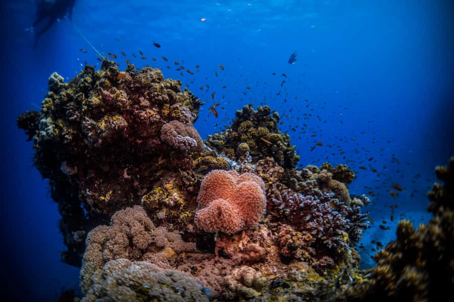 From Jeddah: Boat Trip and Diving for Certified Divers - The Yacht Segment: Why the First Hour Sets the Tone
