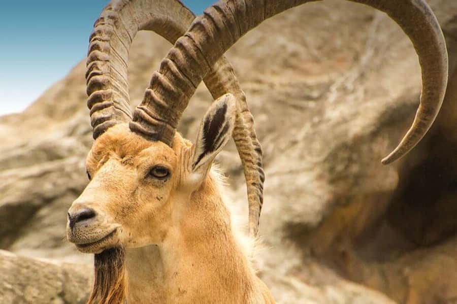 Hegra Tour: AlUla’s No.1 Haven For Nature, Wildlife Lovers - Entering Hegra’s No. 1 Nature Side, Not the Tomb Route