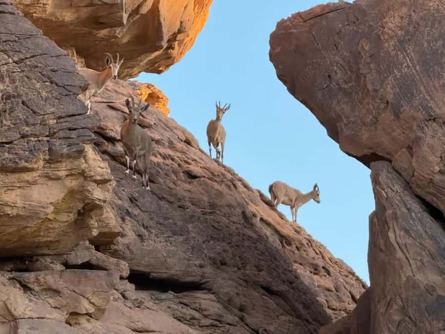 Hegra Tour: AlUla’s No.1 Haven For Nature, Wildlife Lovers - Practical Tips: What to Bring, What Not to Do
