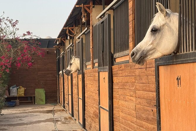 Horse Riding Experience in Riyadh | Tanomah | Jeddah | Al Ula - Jeddah at Khalij Salman Beach: sea views on horseback