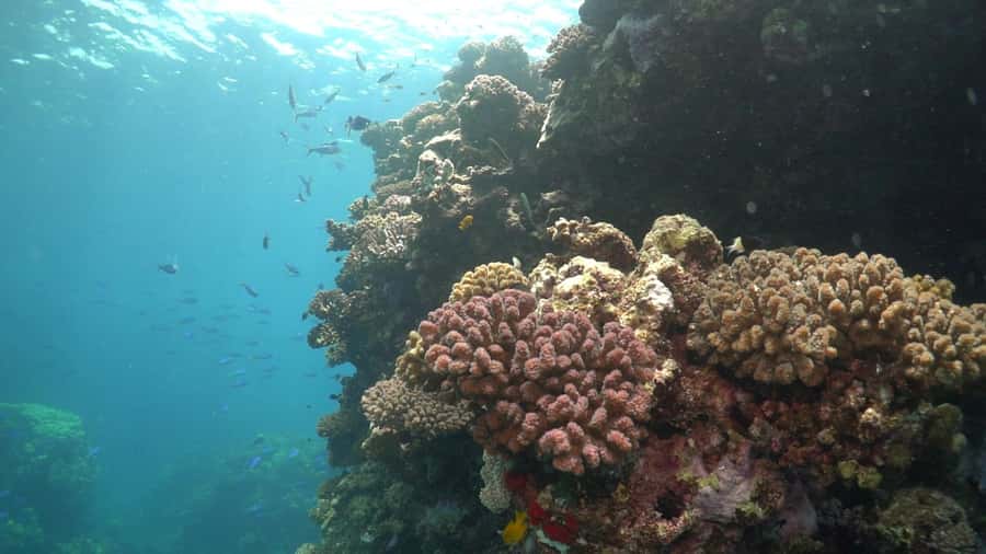 Jeddah: Bayada Leisure Boat Trip with Snorkeling - What to pack: passports, sun protection, and camera tips that actually help