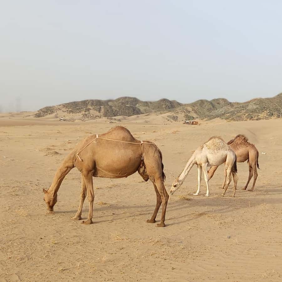 Jeddah Desert Safari: Quad Biking, Camel Farm & Sunset Views - Sunset or Sunrise Photo Stop: How to Get the Light Right