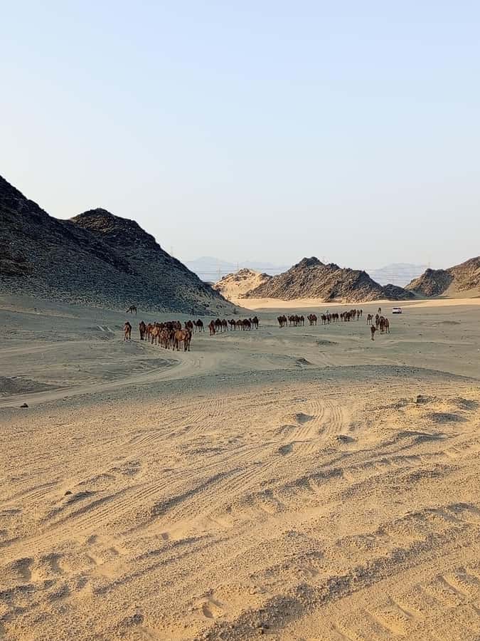 Jeddah Desert Safari: Quad Biking, Camel Farm & Sunset Views - Tea Time on the Return, and Why That Small Stop Matters
