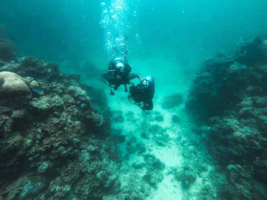 Jeddah: Red sea shore diving (Discovery) - Key takeaways before you go