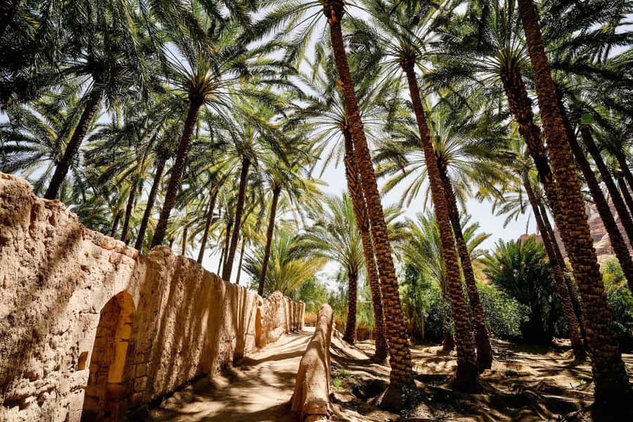 Oasis Adventure in Alula - Meeting at مطعم قلب الواحة, and How to Avoid Start-Line Confusion