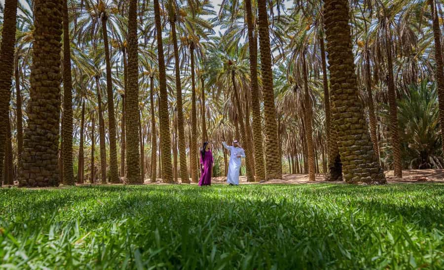 Oasis Adventure in Alula - The Hospitality Moment at the Start, Why It Sets the Tone