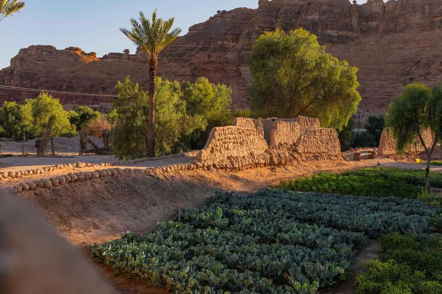 Oasis Adventure in Alula - What Your Guide Brings: Storytelling Focused on Water and Survival
