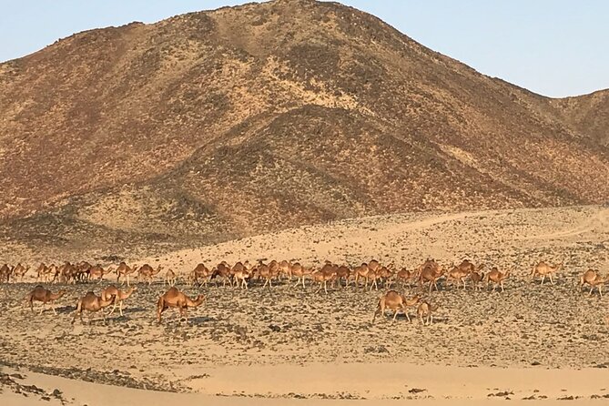 Private Morning Desert Safari with Quad Bike Tours Jeddah - Quad bike tours for about one hour: what to expect and how to handle it