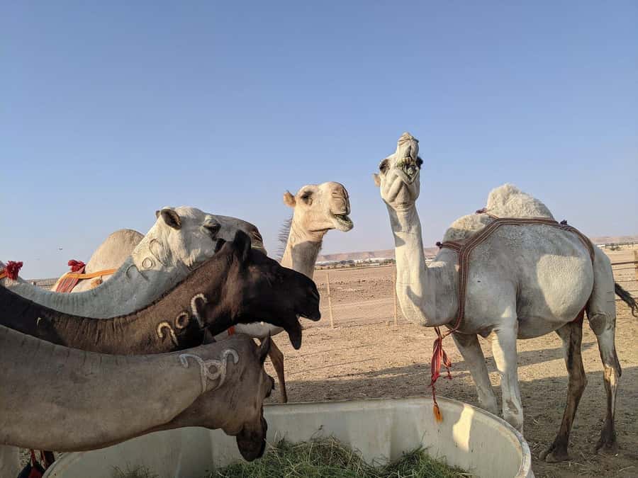 Riyadh: Edge of The World with dinner & Campsite Shared Tour - Campsite dinner: Arabic coffee, black tea, stories by the fire