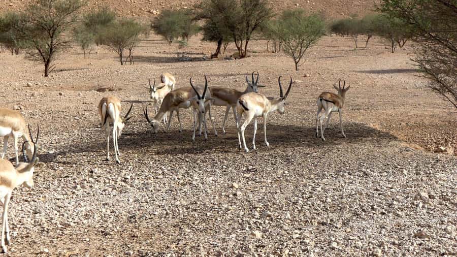 Riyadh Sunset Edge of the World & Deer Reserve 4WD Adventure - Edge of the World at sunset, not just another viewpoint