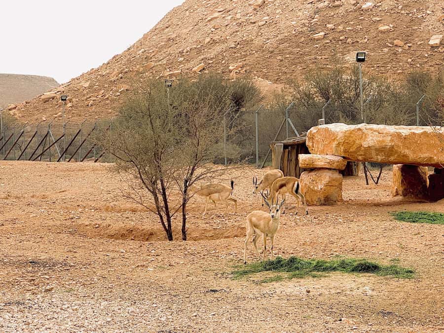 Riyadh Sunset Edge of the World & Deer Reserve 4WD Adventure - The sunset picnic: Saudi snacks and Arabic coffee